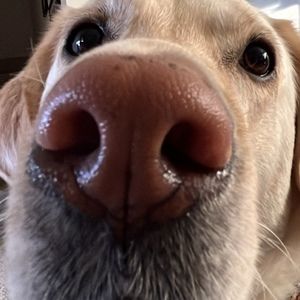 Meet your Posher, Doug